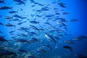 Snorkeling for beginners in crystal clear sea of Halkidiki