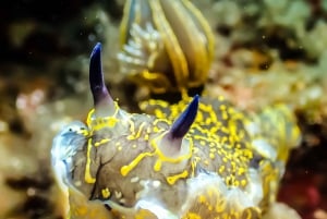 Snorkeling for beginners in crystal clear sea of Halkidiki