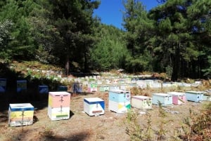 Thasos Island: Private Jeep Tour