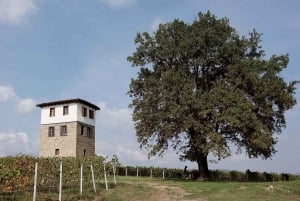 Thessaloniki: Naousa Wine Region Private Day Tour