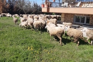 Thessaloniki: Private Greek Cooking Class and Meal at a Farm