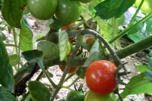 Thessaloniki: Private Greek Cooking Class and Meal at a Farm