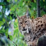 Macedonia Travel Tours