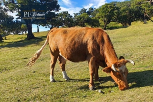 2-daagse Madeira-tour: Oost en West met lokale gids en proeverijen