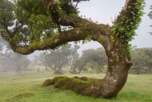 Full Day 4x4 Jeep Tour to the West & Northwest of Madeira