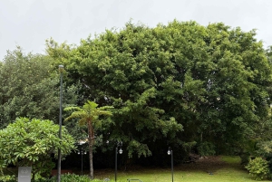 Seikkailu salaisiin paikkoihin Madeiralla 4x4