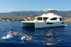 All Inclusive Whale and Dolphin Watching Luxury Tour