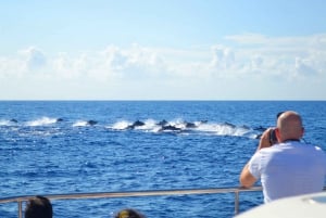 All Inclusive Whale and Dolphin Watching Luxury Tour