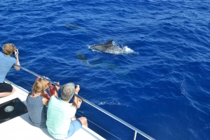 All Inclusive Whale and Dolphin Watching Luxury Tour