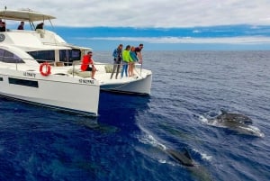 All Inclusive Whale and Dolphin Watching Luxury Tour