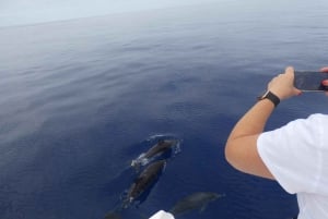 All Inclusive Whale and Dolphin Watching Luxury Tour