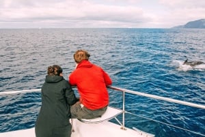 All Inclusive Whale and Dolphin Watching Luxury Tour