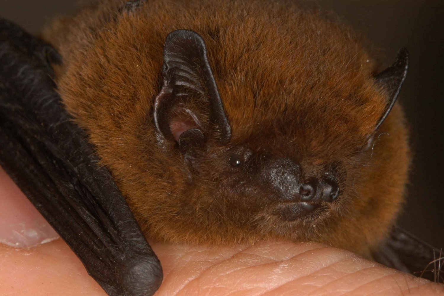 Bat Watching Madeira