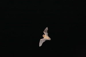 Bat Watching Madeira