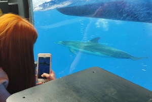 ベルーガ潜水艦ガラス底ボートツアー（スノーケリングオプション付き）