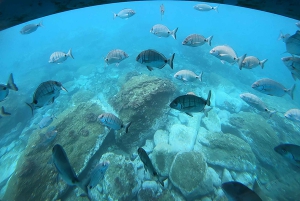 ベルーガ潜水艦ガラス底ボートツアー（スノーケリングオプション付き）