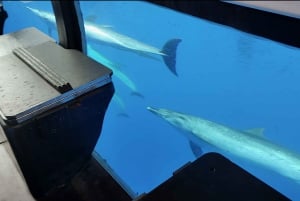 ベルーガ潜水艦ガラス底ボートツアー（スノーケリングオプション付き）