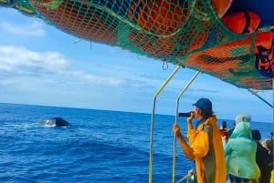 ベルーガ潜水艦ガラス底ボートツアー（スノーケリングオプション付き）