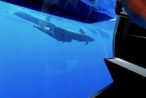 ベルーガ潜水艦ガラス底ボートツアー（スノーケリングオプション付き）