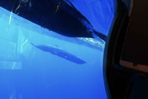 ベルーガ潜水艦ガラス底ボートツアー（スノーケリングオプション付き）