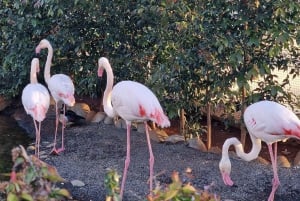 Bird Island sweet west tour