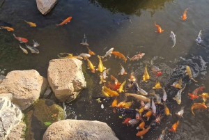 Passeio pelo oeste doce da Bird Island