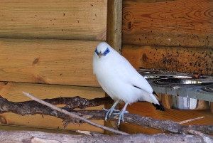 Passeio pelo oeste doce da Bird Island
