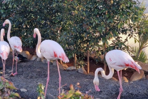 Passeio pelo oeste doce da Bird Island