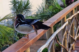 Passeio pelo oeste doce da Bird Island