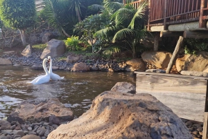 Passeio pelo oeste doce da Bird Island