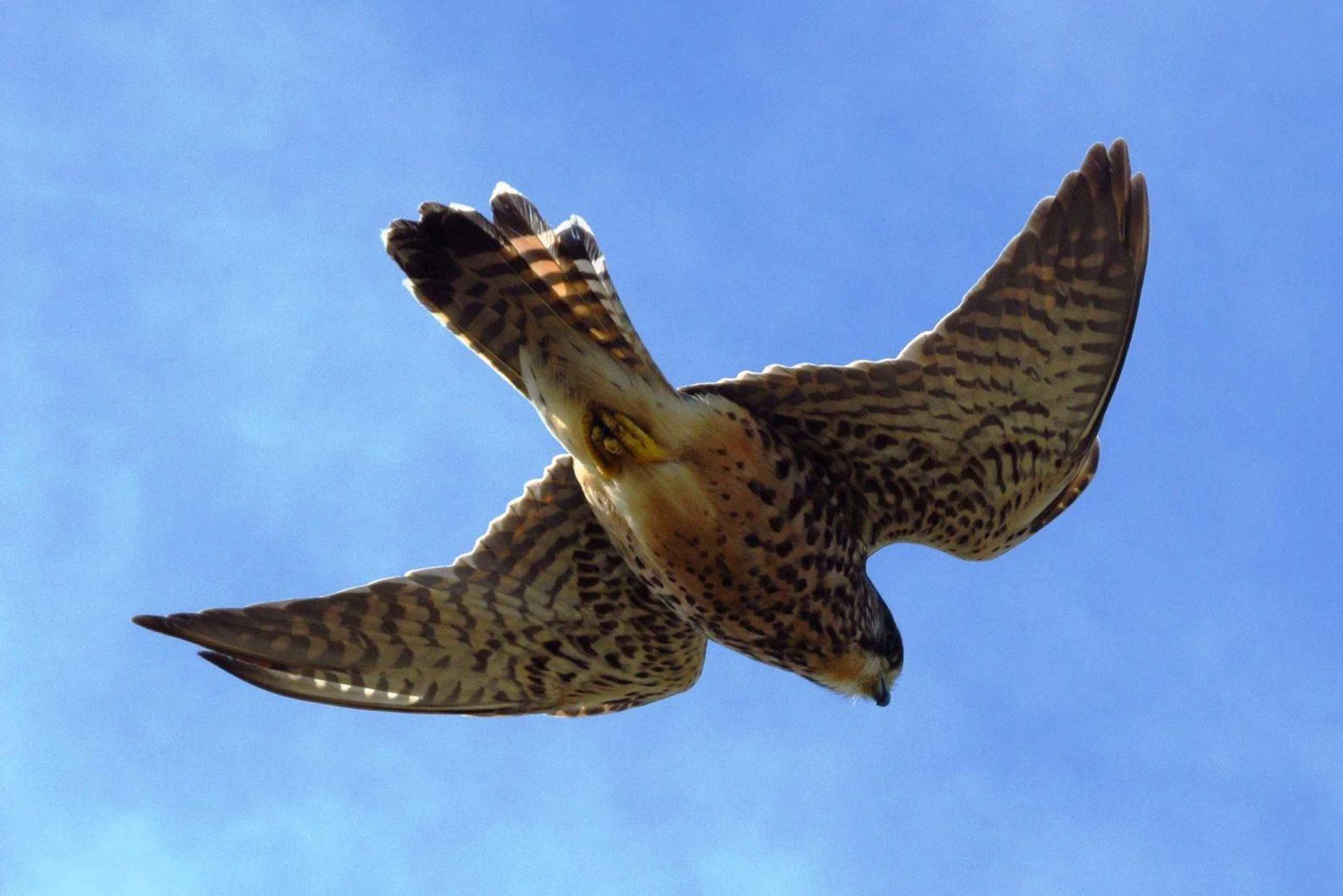 Наблюдение за птицами