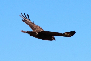 Наблюдение за птицами