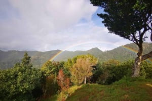 Madeira E-Buggy Adventure: 4x4 thrill & epic views! Book now