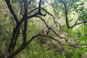 Caldeirão Verde: Queimadas PR9 Transfer Hike