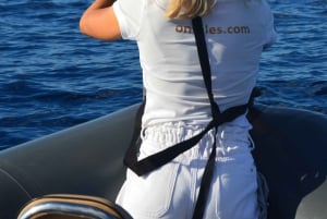 Calheta: Whale & dolphin watching small groups designer tour