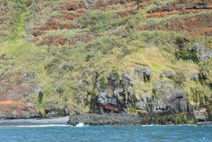 Calheta: Whale & dolphin watching small groups designer tour