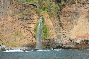 Calheta: Whale & dolphin watching small groups designer tour