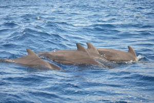 Calheta: Val- och delfinsafari för små grupper
