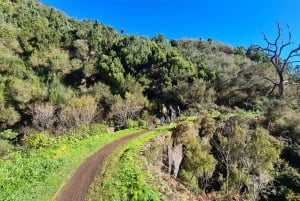 Camacha: Levada Trail e-Bike Guided Tour