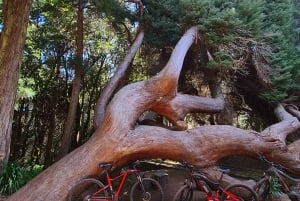 Camacha: Levada Trail e-Bike Guided Tour