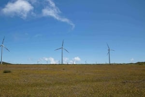 Câmara de Lobos, Pico da Torre, and Porto Moniz Tour