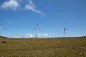 Câmara de Lobos, Pico da Torre og Porto Moniz-tur