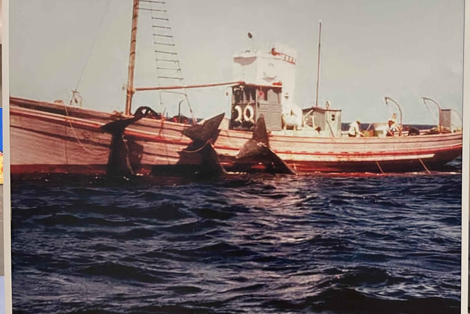 Caniçal: Eintrittskarte für das Walmuseum von Madeira und private Tour