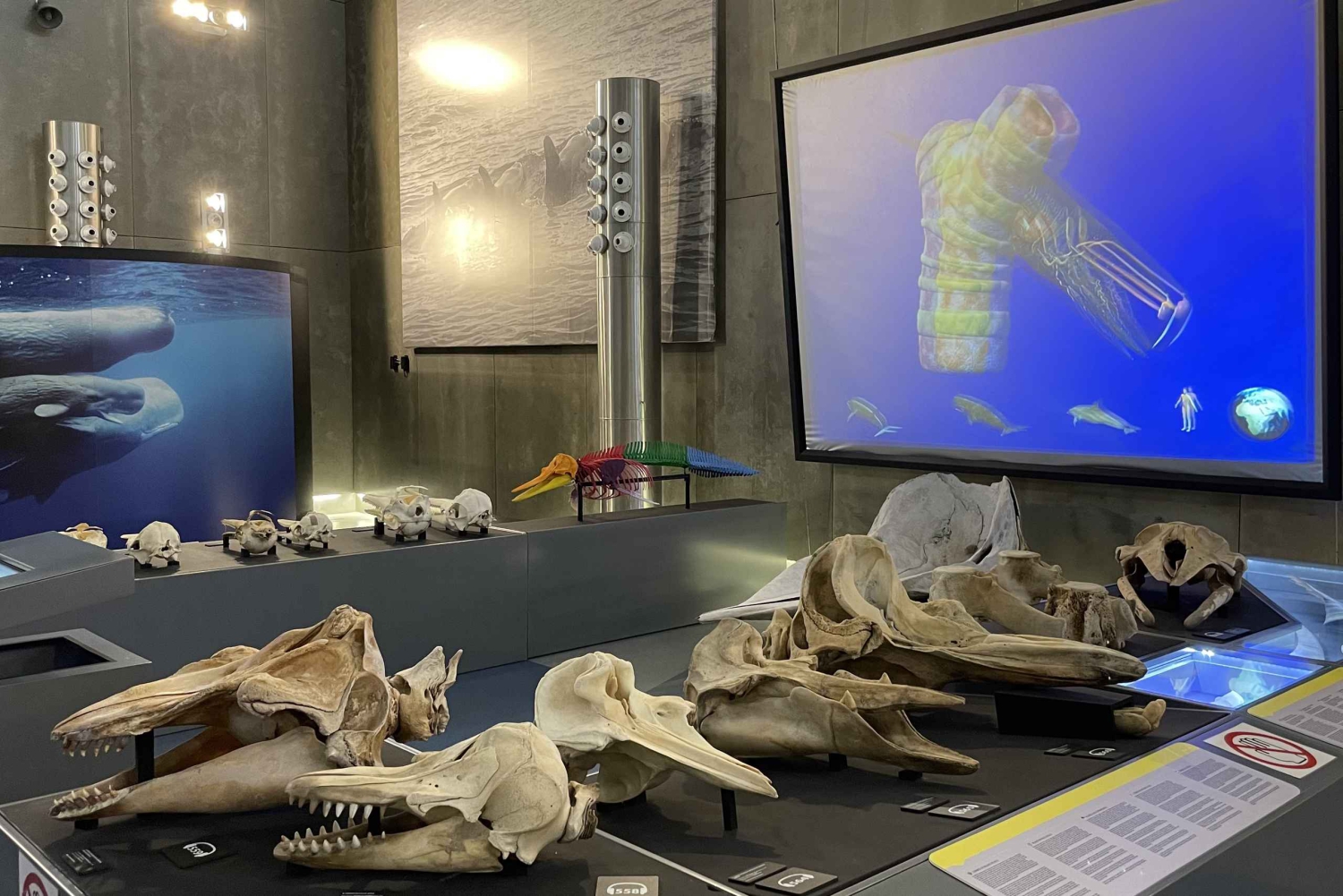 Caniçal: Eintrittskarte für das Walmuseum von Madeira und private Tour