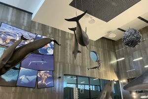 Caniçal: bilet wstępu do muzeum wielorybów na Maderze i prywatna wycieczka