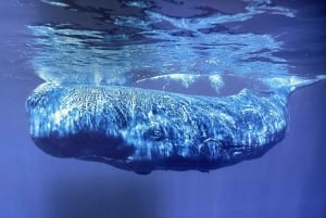 Caniçal: bilet wstępu do muzeum wielorybów na Maderze i prywatna wycieczka