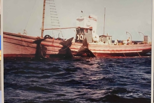 Caniçal: Eintrittskarte für das Walmuseum von Madeira und private Tour