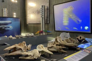 Caniçal: Eintrittskarte für das Walmuseum von Madeira und private Tour