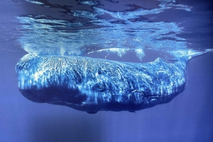 Caniçal: Eintrittskarte für das Walmuseum von Madeira und private Tour