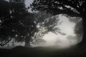 Discover Madeira's idyllic hikes & beauty on foot & wheels!